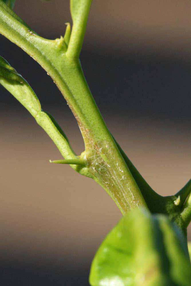            First year twig (Valencia Late, Riverside, CA)   